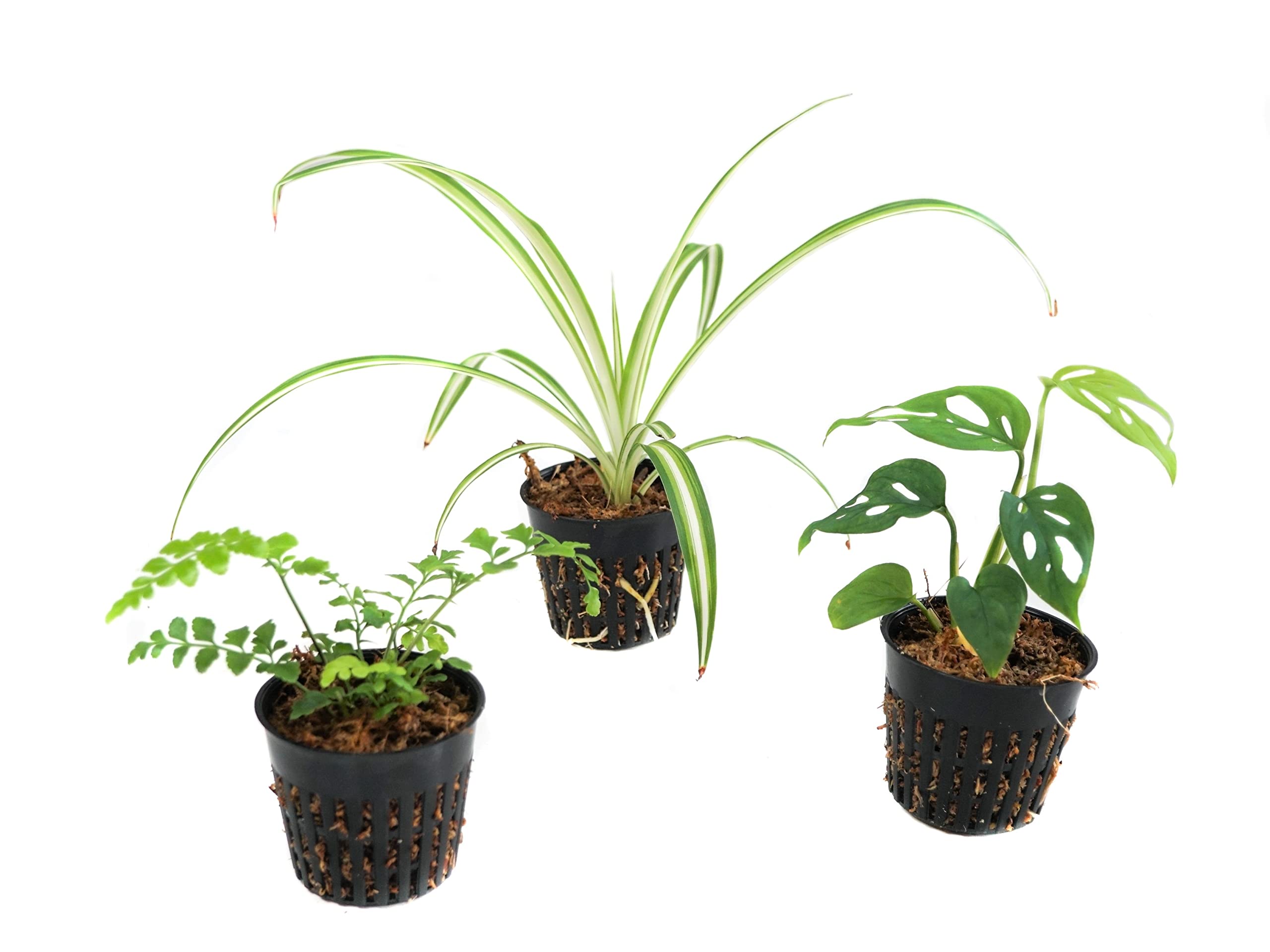 【PAC PLANTS】速達 Amazon.com: Josh's Frogs Pac-Man Frog Vivarium Bioactive Plant